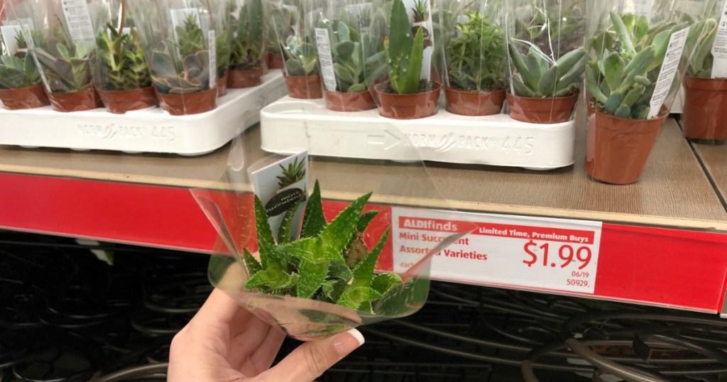 Woman holding a Potted Mini Succulent inside ALDI store