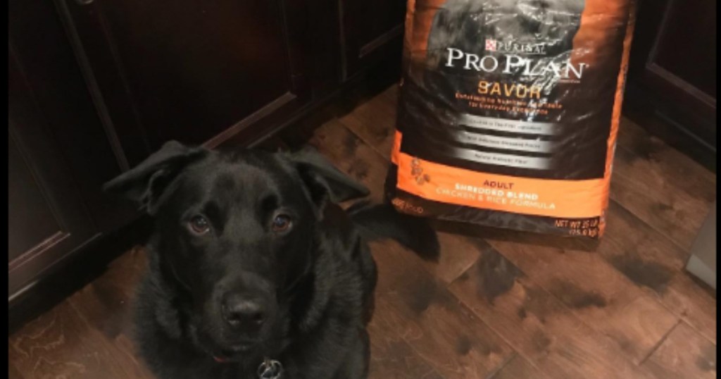 black dog with purina pro plan bag