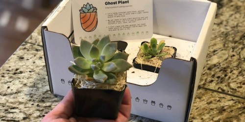 Succulent Studios Subscription Box Only $10 Shipped