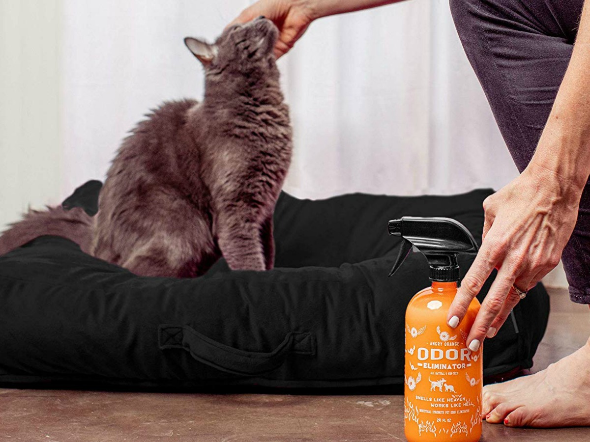 hand petting cat and orange spray bottle on the side