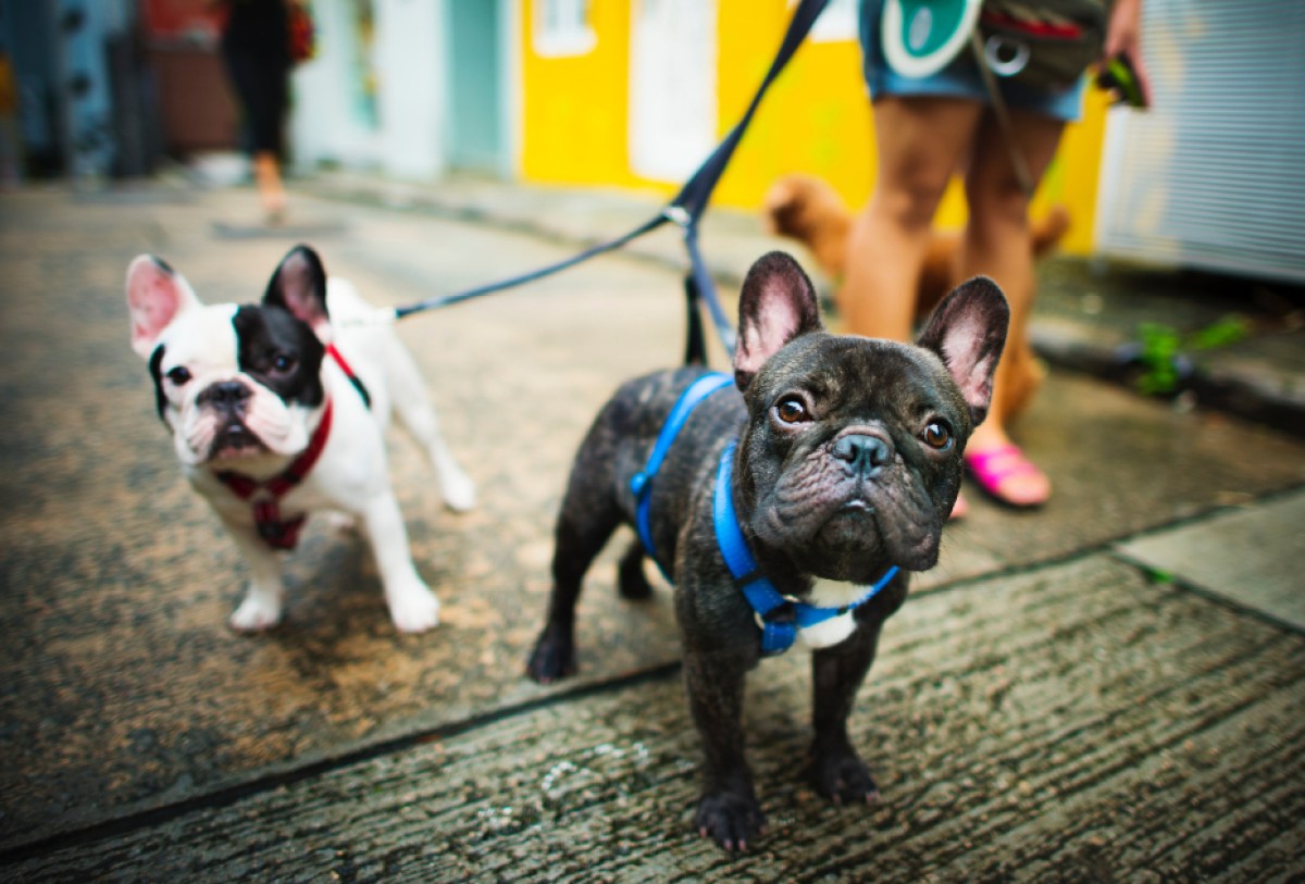 teen working a job as a dog walker with two small French bulldogs 