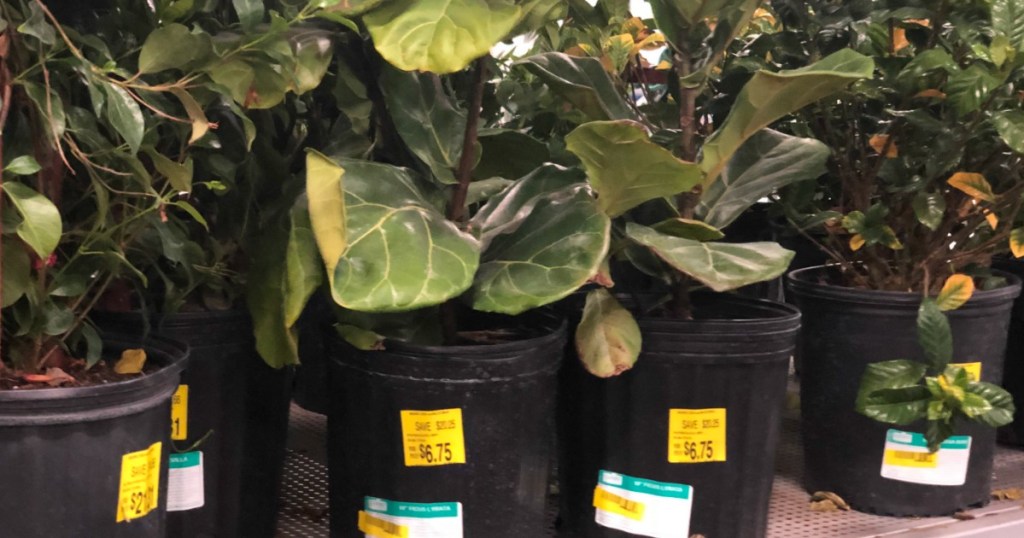 plants at Walmart