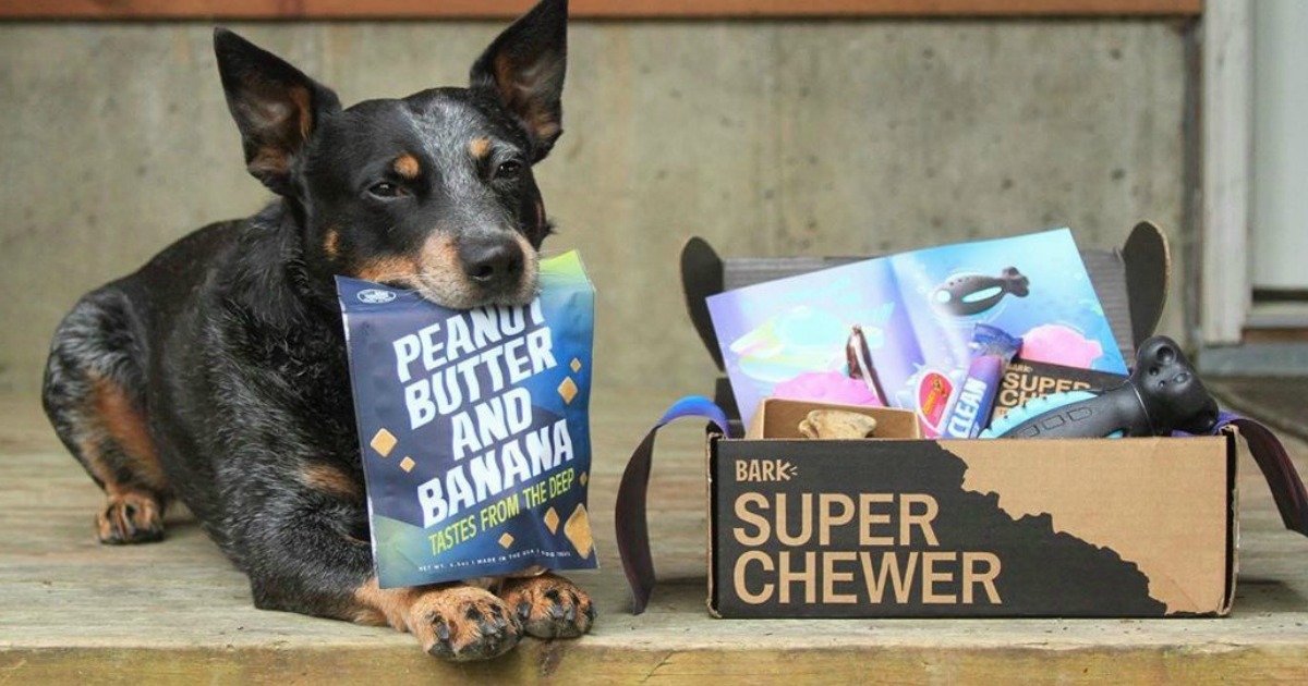 super chewer plush dog toys