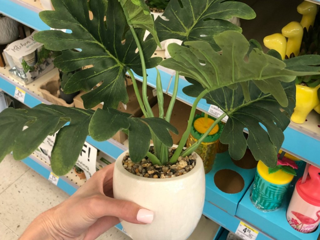 hand holding pot with big green plant by store display
