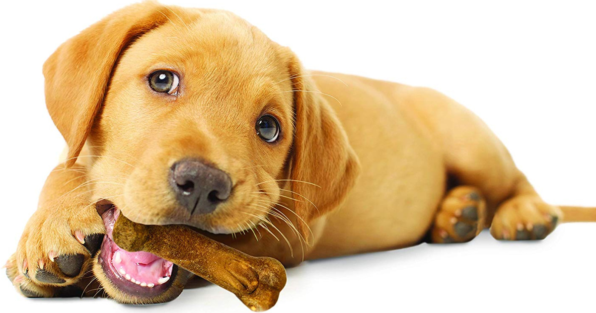 dog chewing nylabone treat