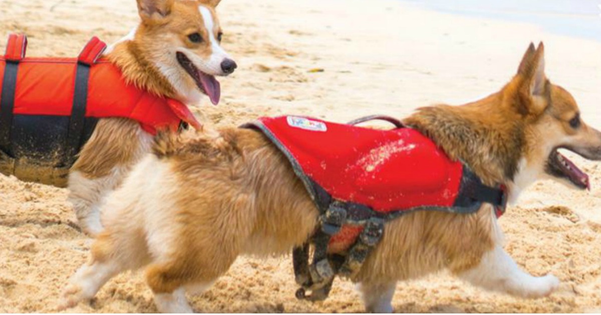 Sale > life jacket > in stock