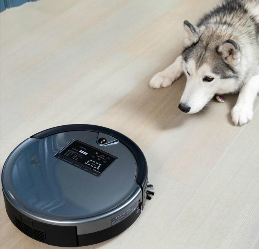 Husky-breed dog watching grey robotic vacuum