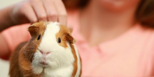 Pets in the Classroom Grant Program | How Teachers Add Pets to Their Classroom (for FREE!)