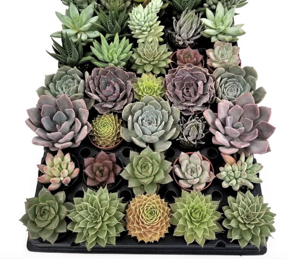 50 pack of succulents
