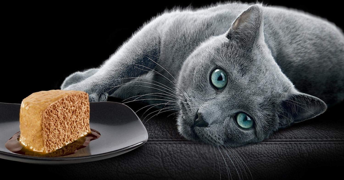 sheba cat food amazon