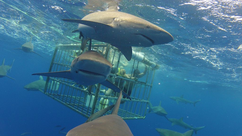 Swimming with Sharks in Hawaii