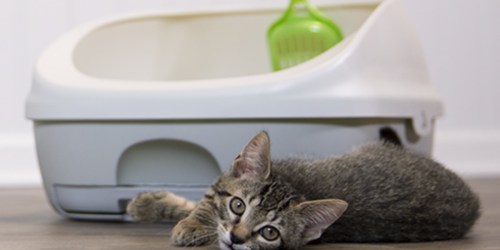 Purina Tidy Cats Breeze Cat Litter Box System Only $16.50 at Amazon (Regularly $33)