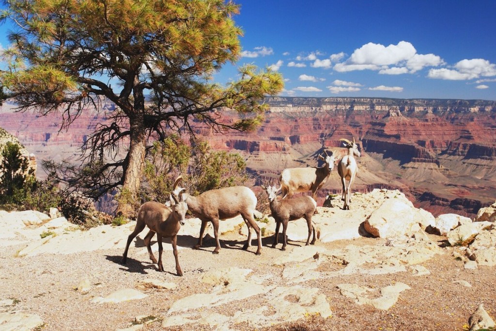 animals standing around Grand Canyon