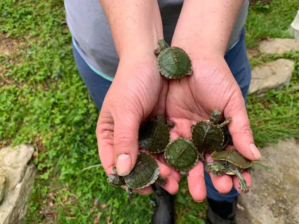 holding mini turtles at National Zoo