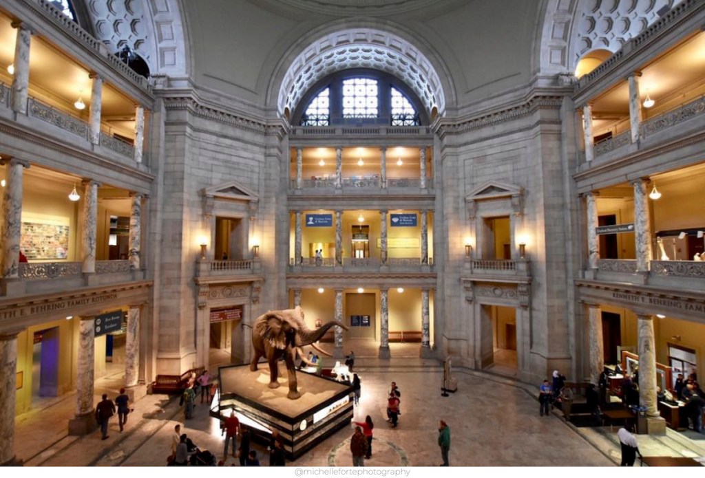 huge museum with elephant