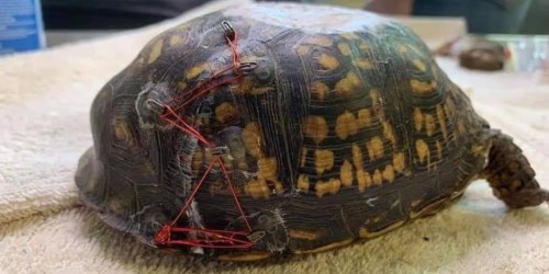 Donate to Offer Support to Injured Turtles