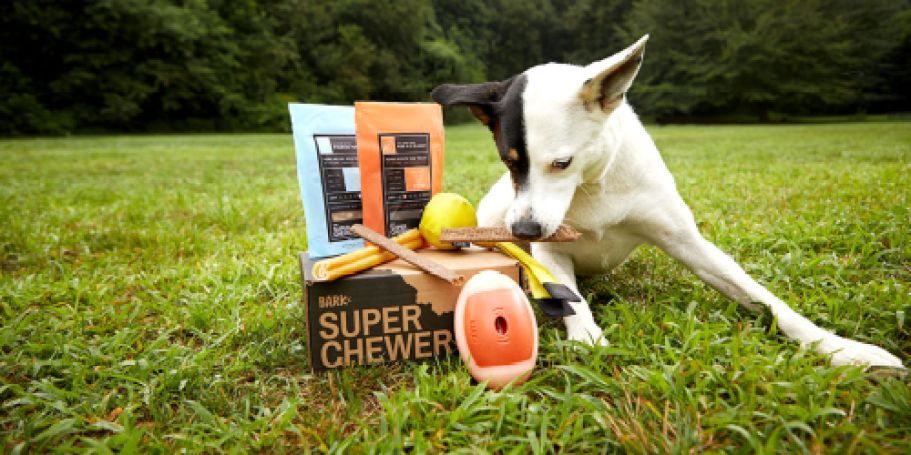 Super Chewer Bark Box Only $17.60 Shipped (Includes Two Toys & Two Full-Size Treat Bags!)
