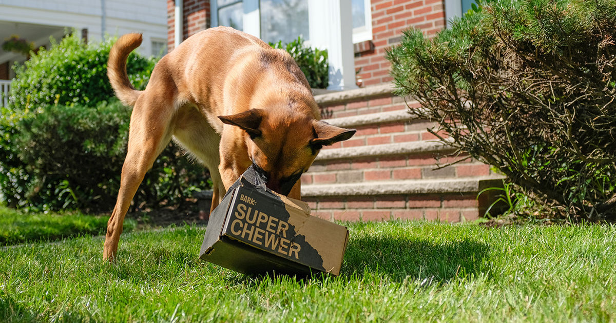 Score Super Chewer BarkBox for Just 9 Delivered Dog Toys & Treats