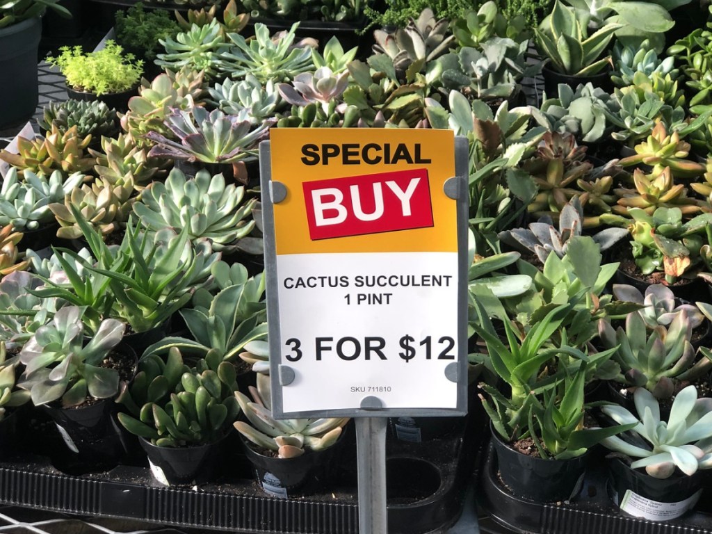 Cactus Succulent Plants at Home Depot