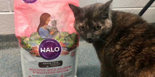 Amazon Prime Deal | Halo Natural Dry Cat Food 6-Pound Bags as Low as $7.92 Shipped (Regularly $18+)