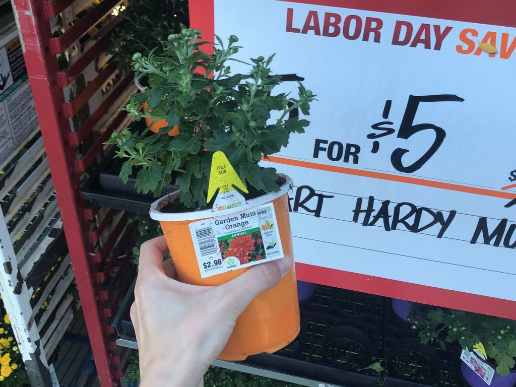 Hand hodling Hardy Mums at Home Depot