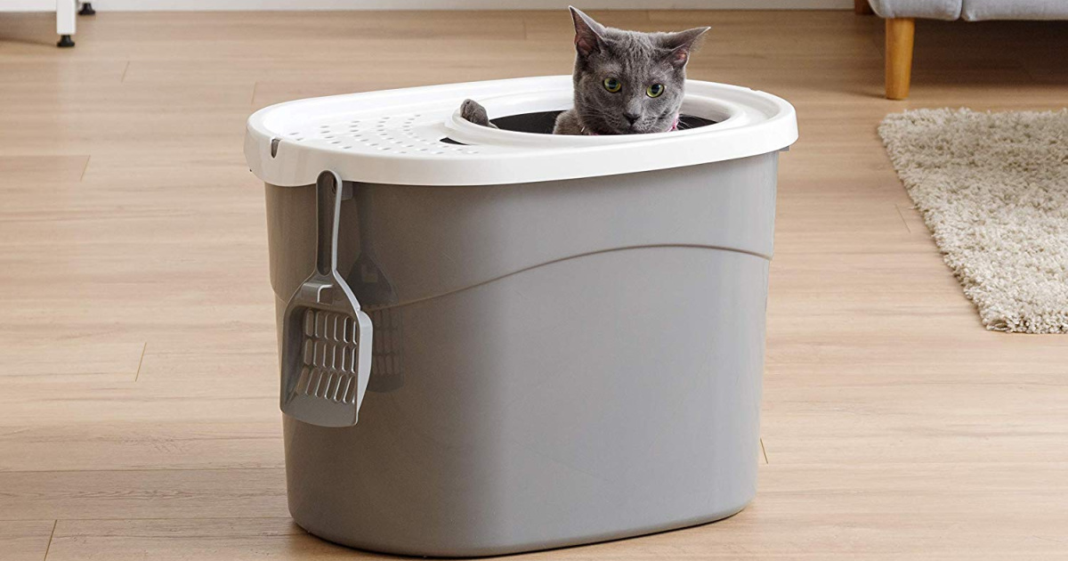 cat in top entry litter box