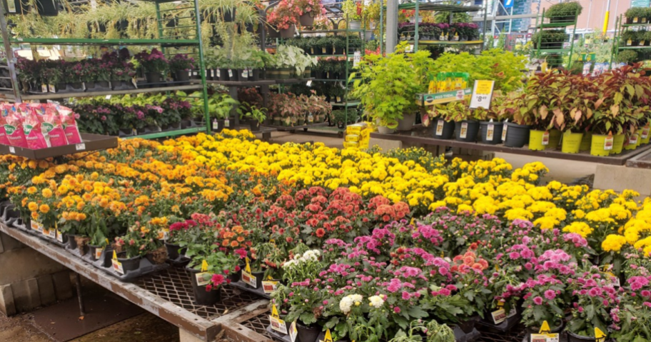 orange, purple and yellow flowers in garden center