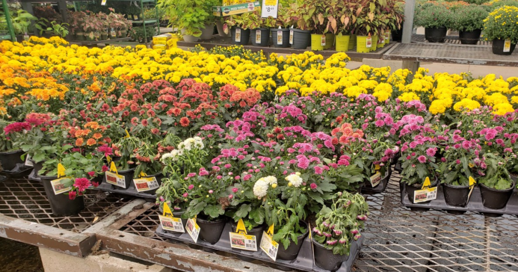 Lowes mums outside
