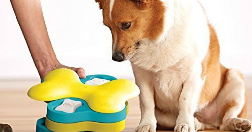dog looking at toy being placed on ground