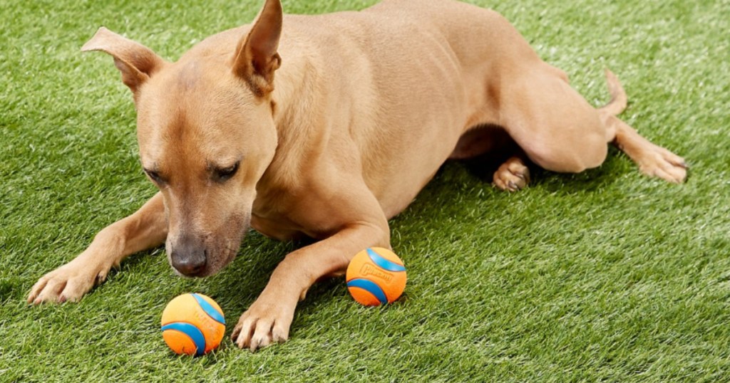 dog laying on grass with blue and orange balls