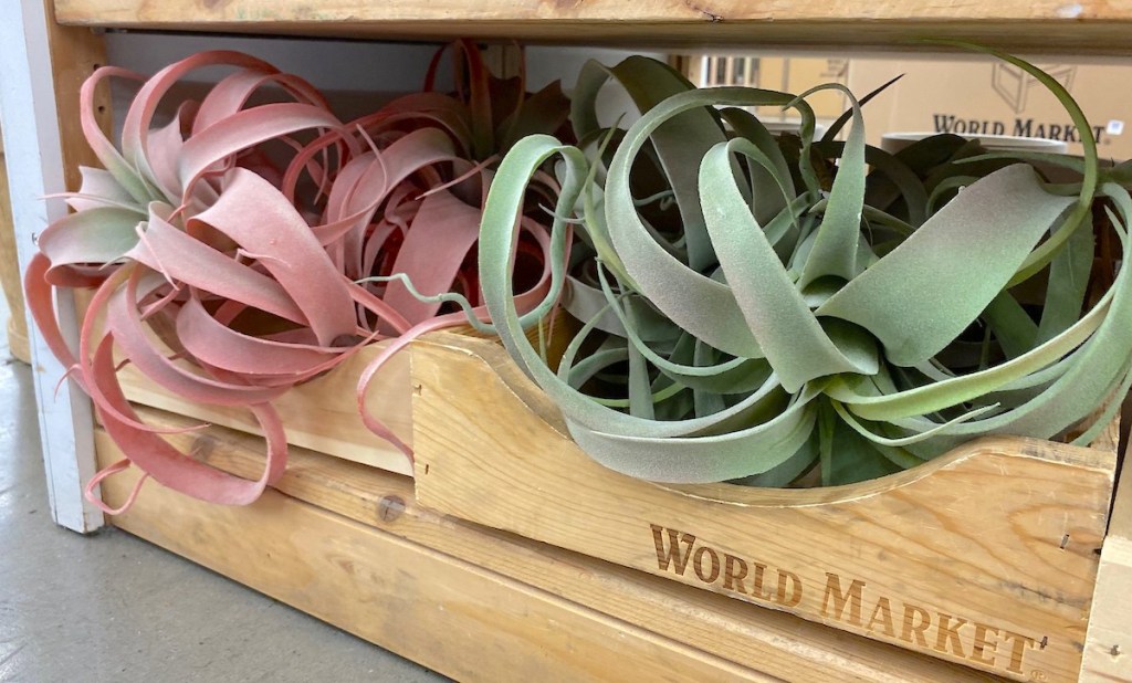 pink and green air plants in wooden world market box