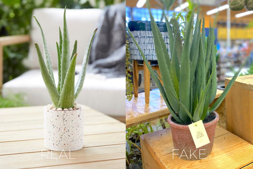 real vs fake aloe vera plants in white and brown pots