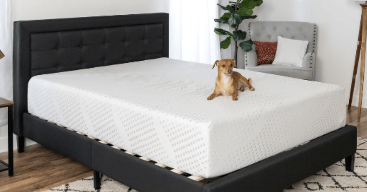 dog on mattress memory foam