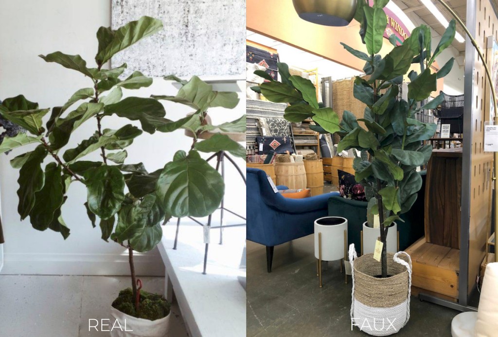 real vs fake photos of fiddle leaf fig trees in baskets