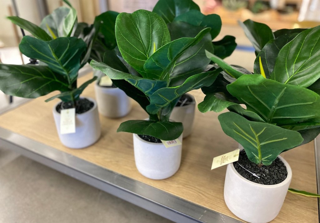 mini potted fiddle leaf fig trees in gray cement pots on store shelf