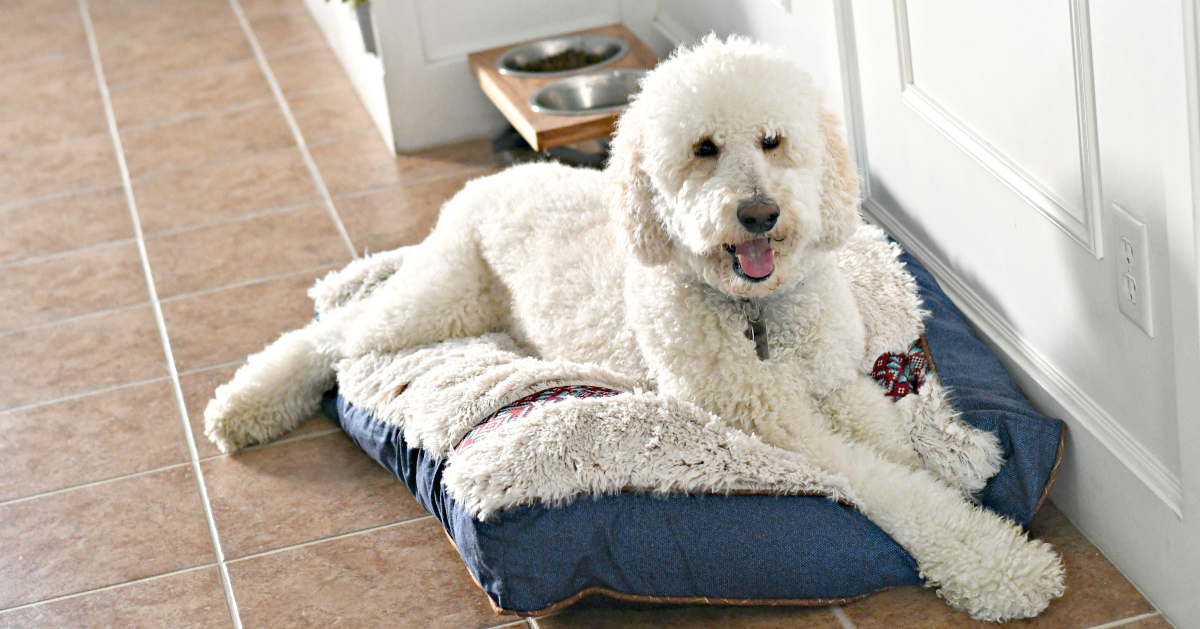 dog on dog bed