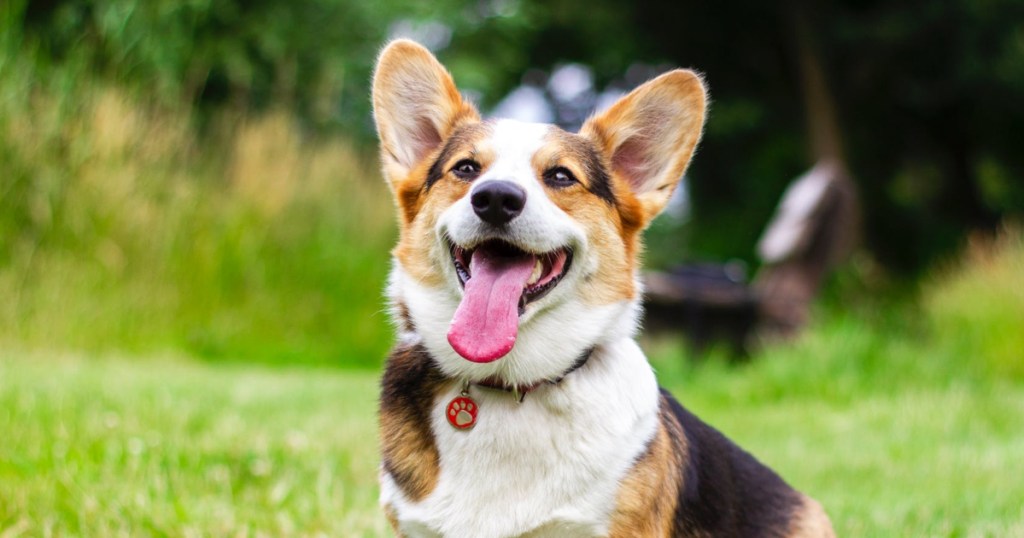 AKC PupPals Program to Uplift Children With Notes From Dog Pen Pals