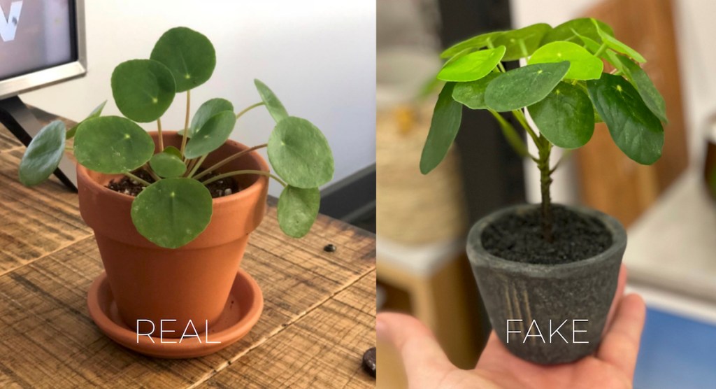 real vs fake potted plants with round green circle leaves