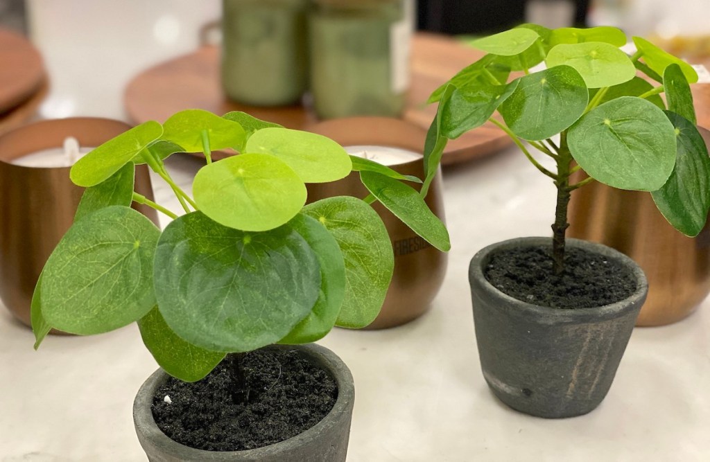 two small green plants with round leaves in gray pots sitting on table with candles