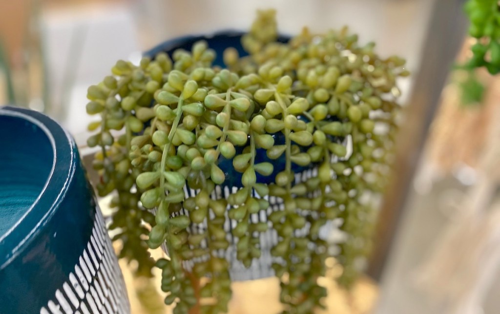 close up of string of pearls plant in blue pot