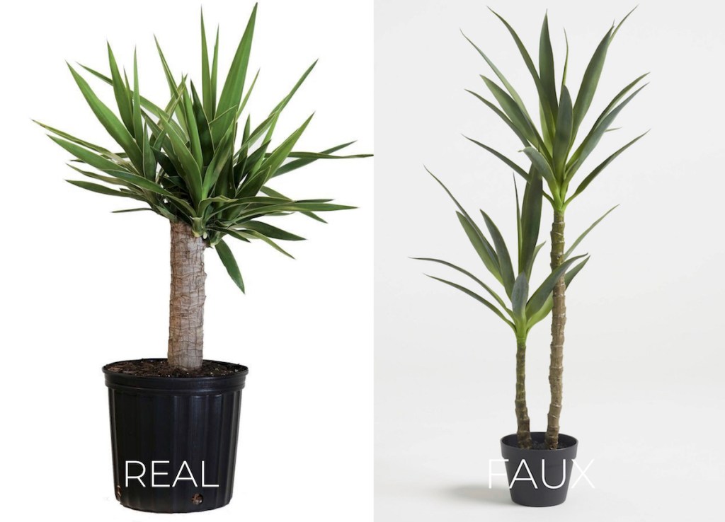 real vs fake yucca plants in black planter pots