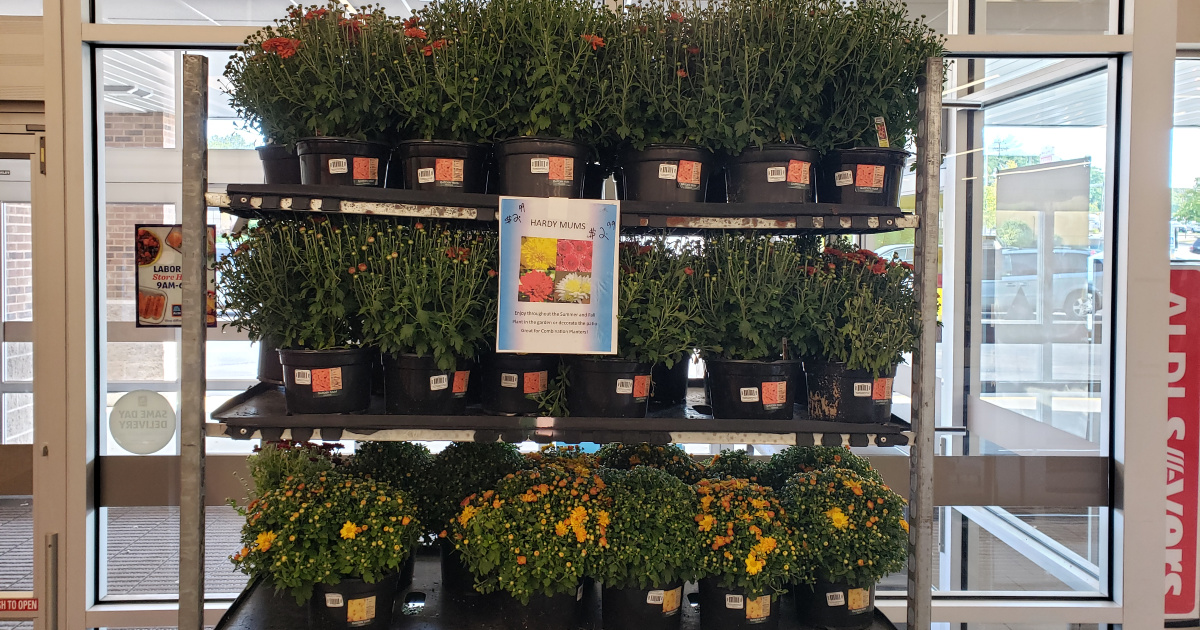 Mums 5Quart Planters Only 2.99 at ALDI