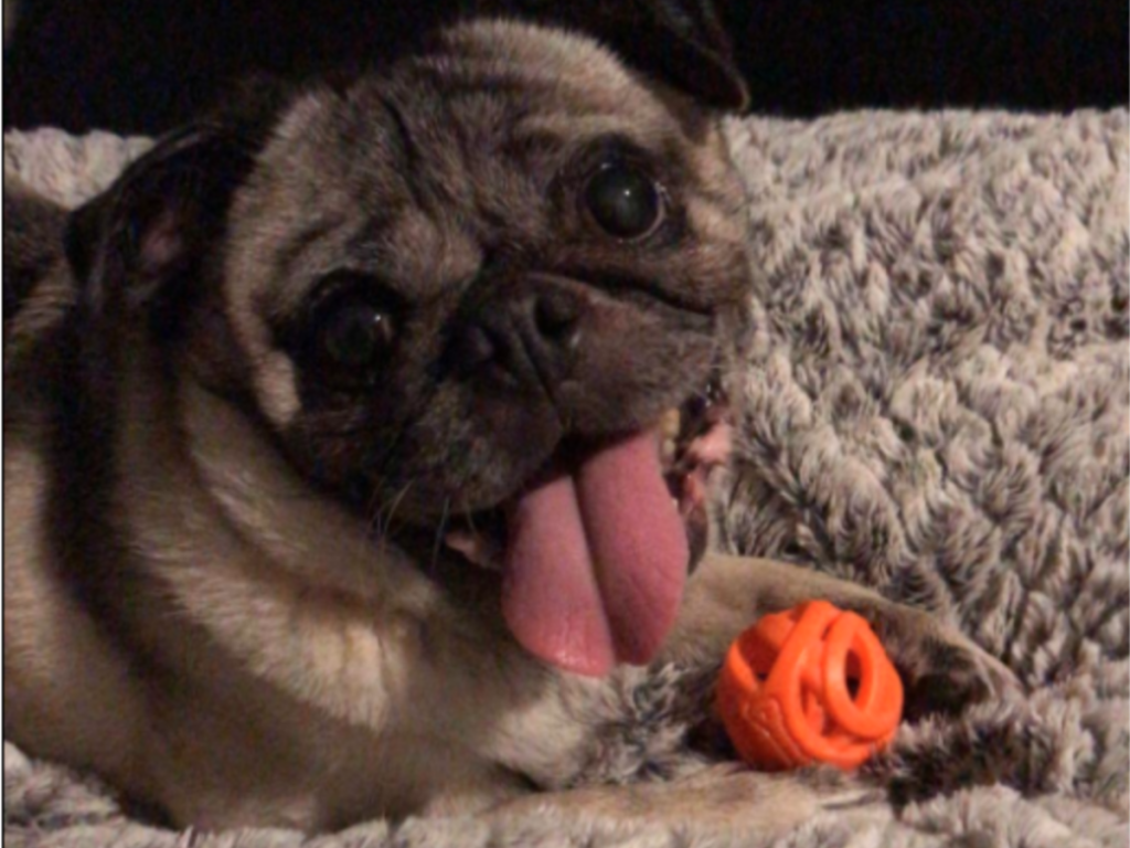 pug playing with chuckit orange dog ball