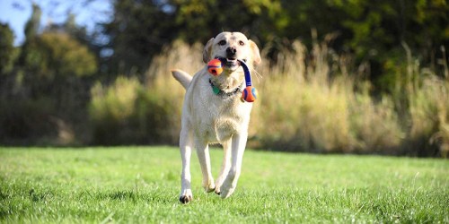 Chuckit! Dog Toys as Low as $2.35 at Amazon | Launchers, Balls & More