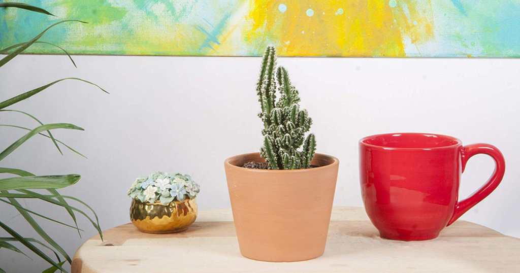 cactus plant in orange planter on coffee table