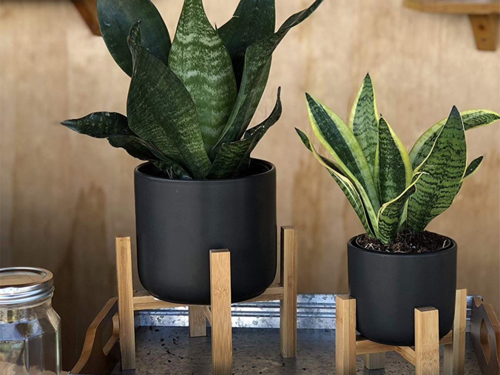 two snake plants in black planters on wooden stands