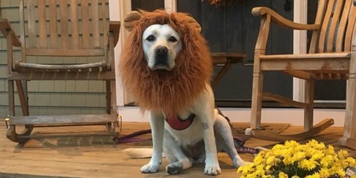 10 Cute Halloween Pet Costumes for Dogs & Cats