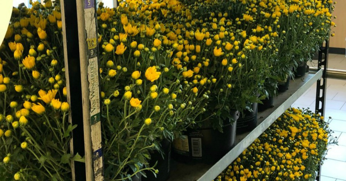 Outdoor ALDI Finds 2.99 Potted Mums & 9.99 Specialty Herb Gardens