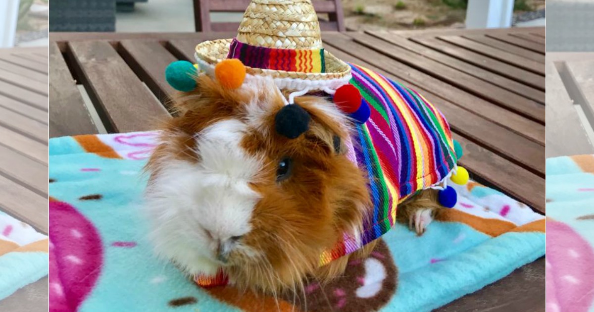 guinea pig in sombrero