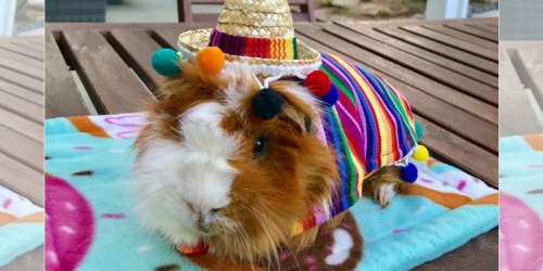 PetSmart Has Halloween Costumes For Guinea Pigs, Bunnies & More Priced as Low as $5.99